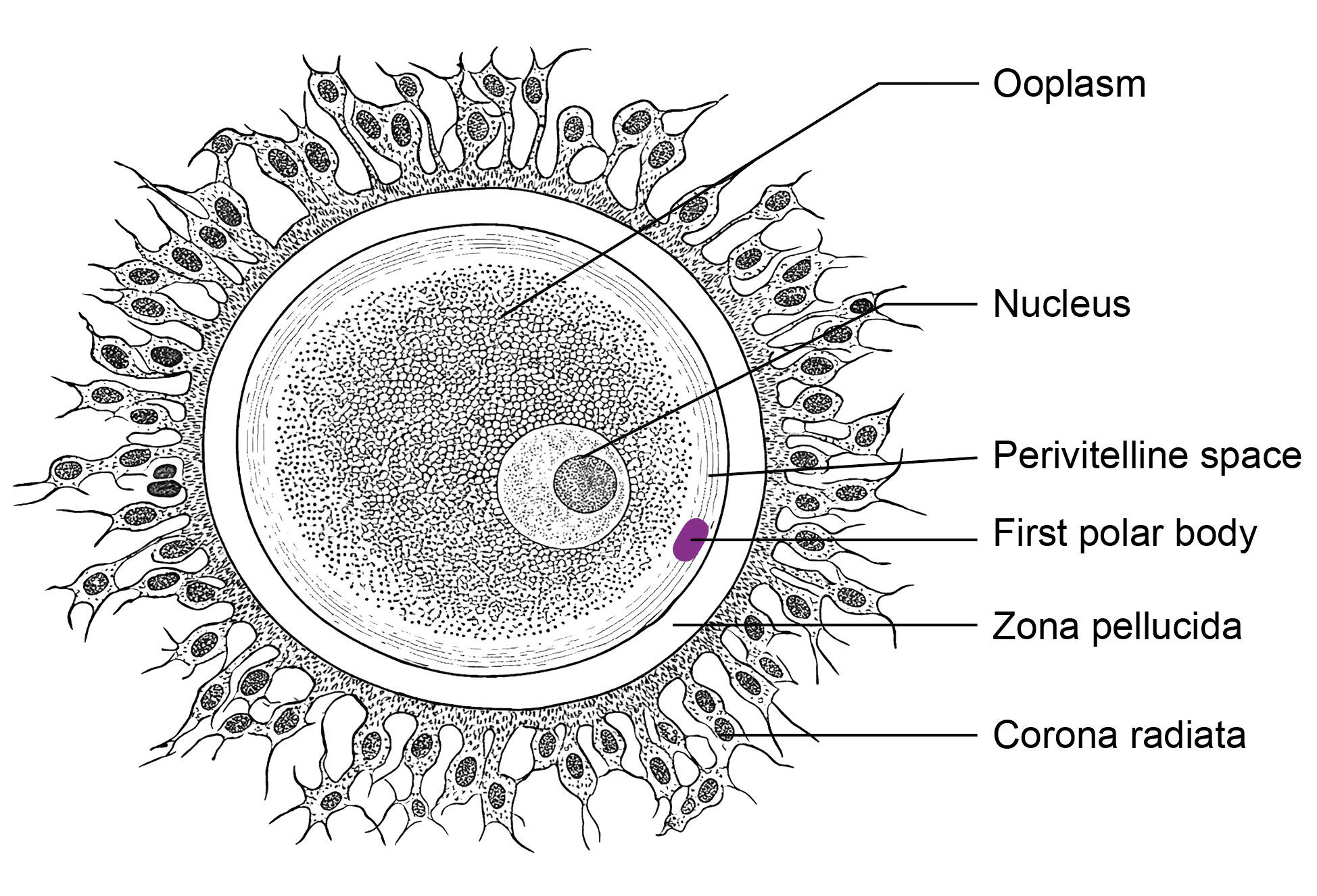 Figure 1.2a: Line diagram in embryology