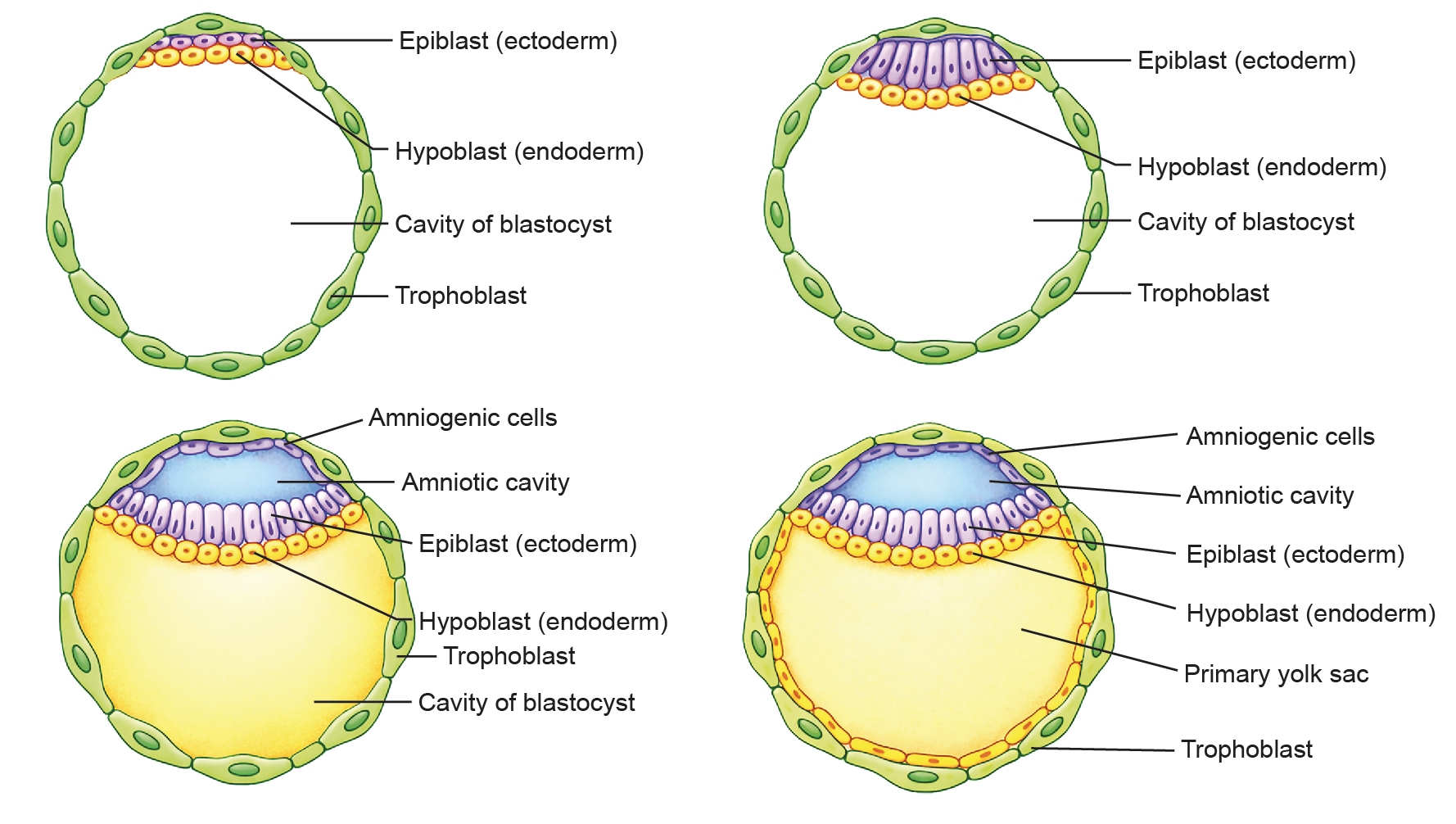 Figure 1.2a: Line diagram in embryology