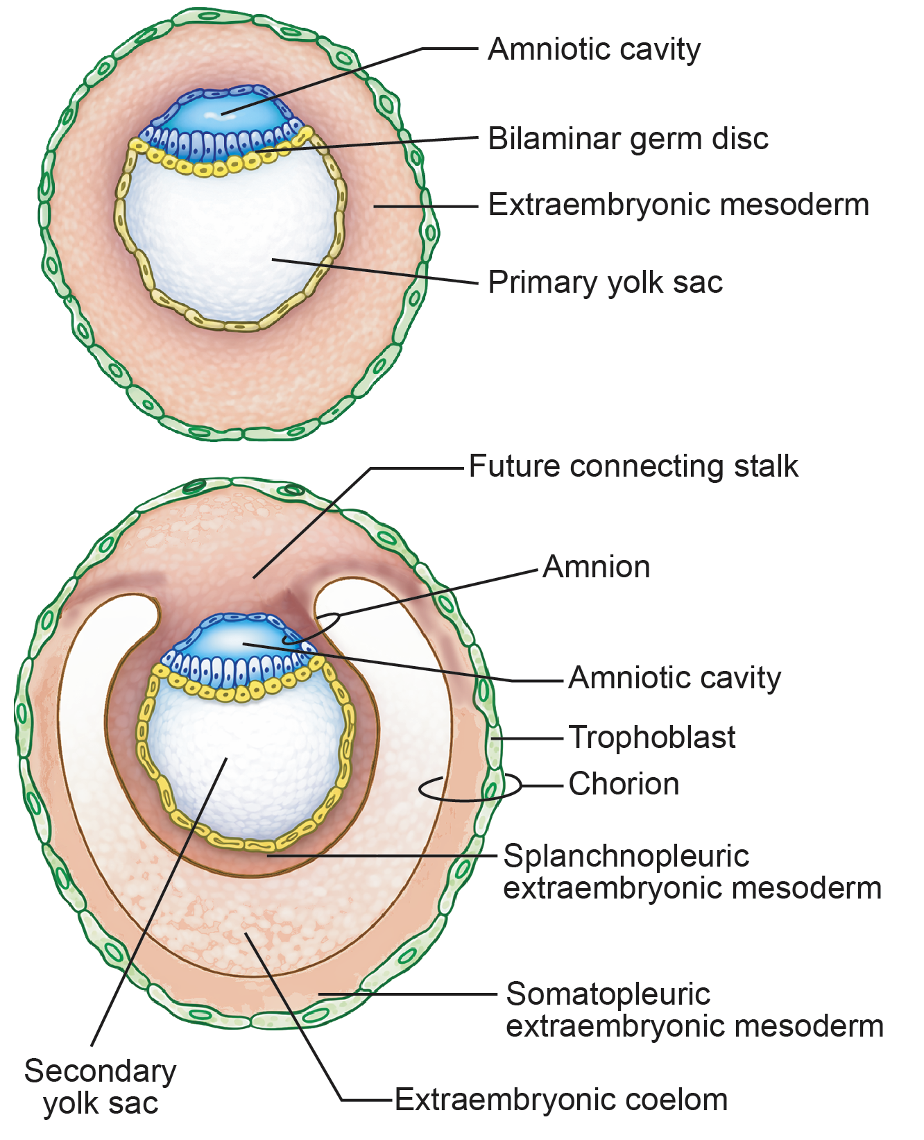 Figure 1.2a: Line diagram in embryology