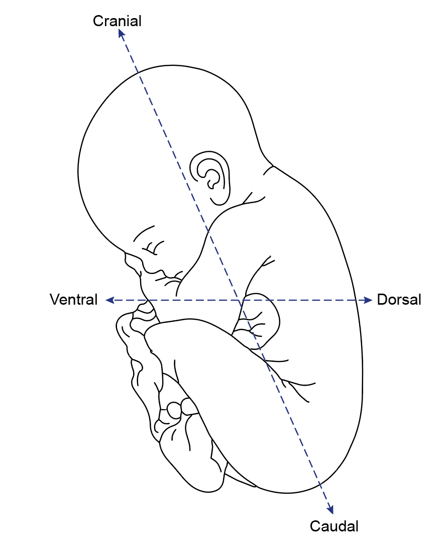 Figure 1.2a: Line diagram in embryology
