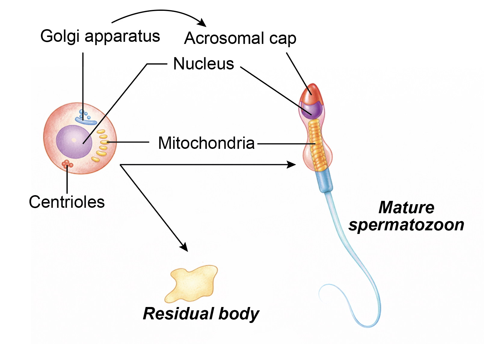 Figure 1.2a: Line diagram in embryology