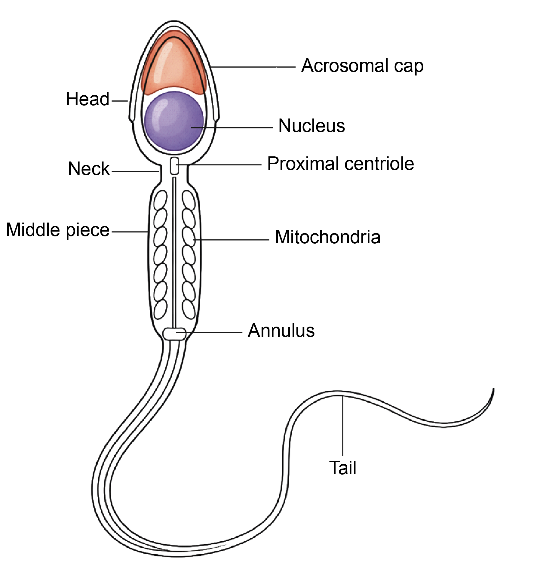 Figure 3.3a: Line diagram in embryology