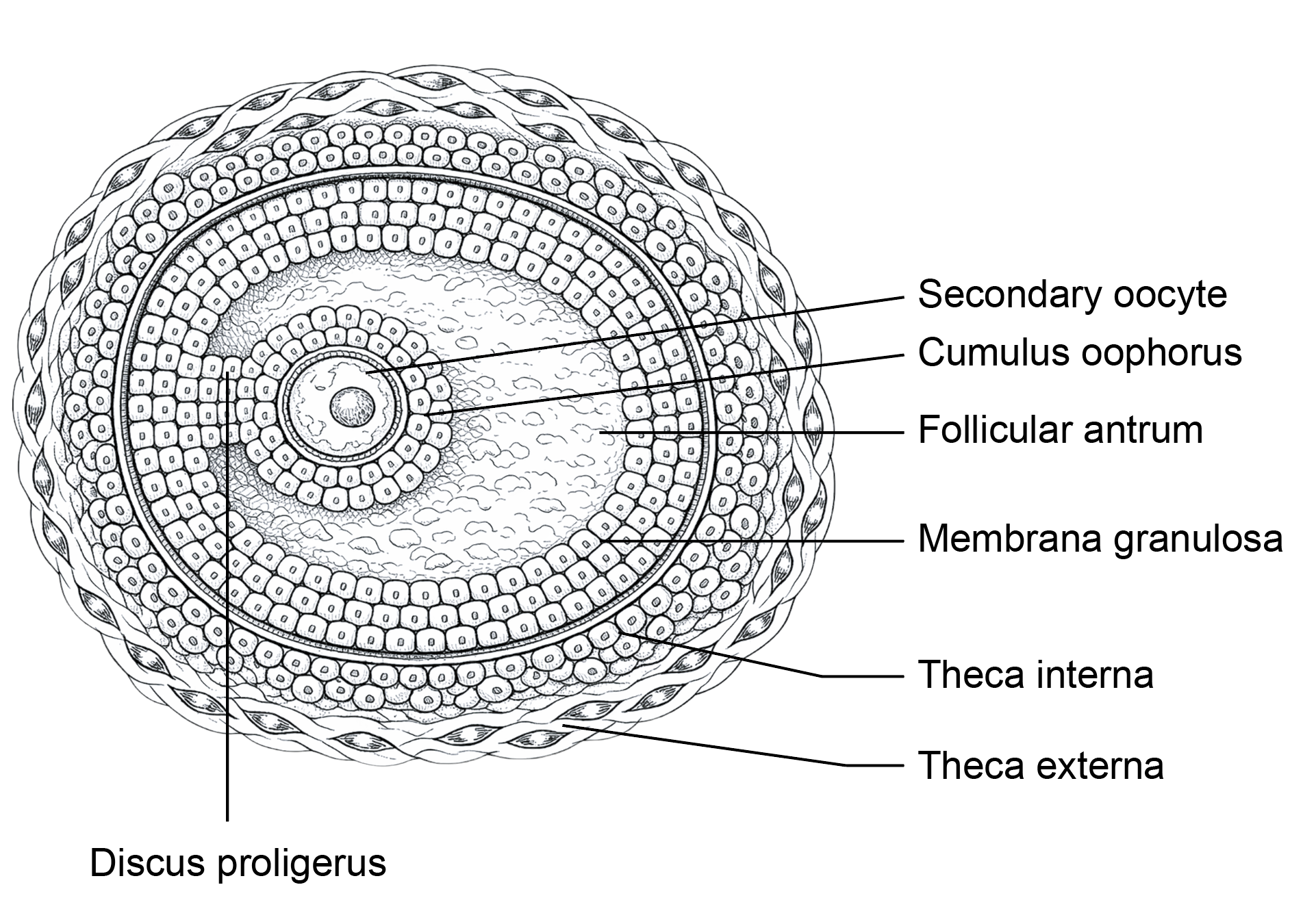 Figure 3.3a: Line diagram in embryology