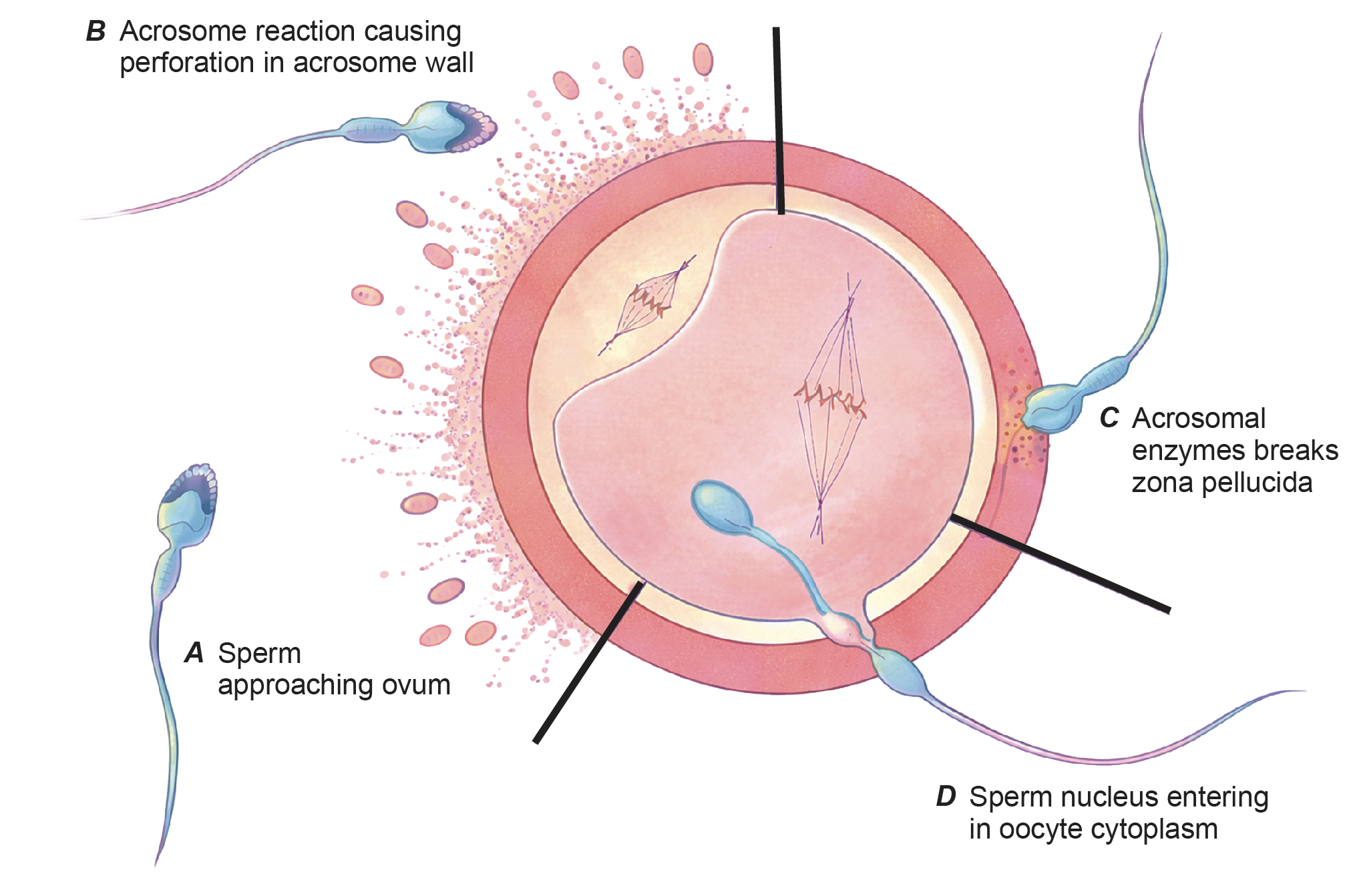 Figure 1.2a: Line diagram in embryology