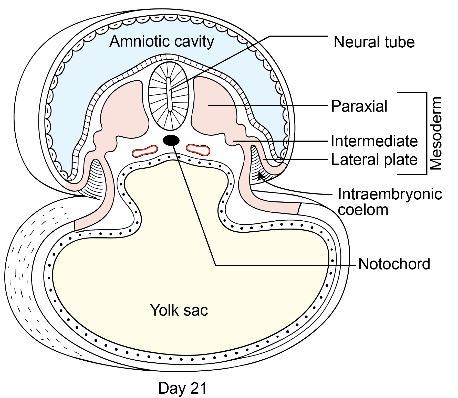 Figure 7.3a: Line diagram in embryology
