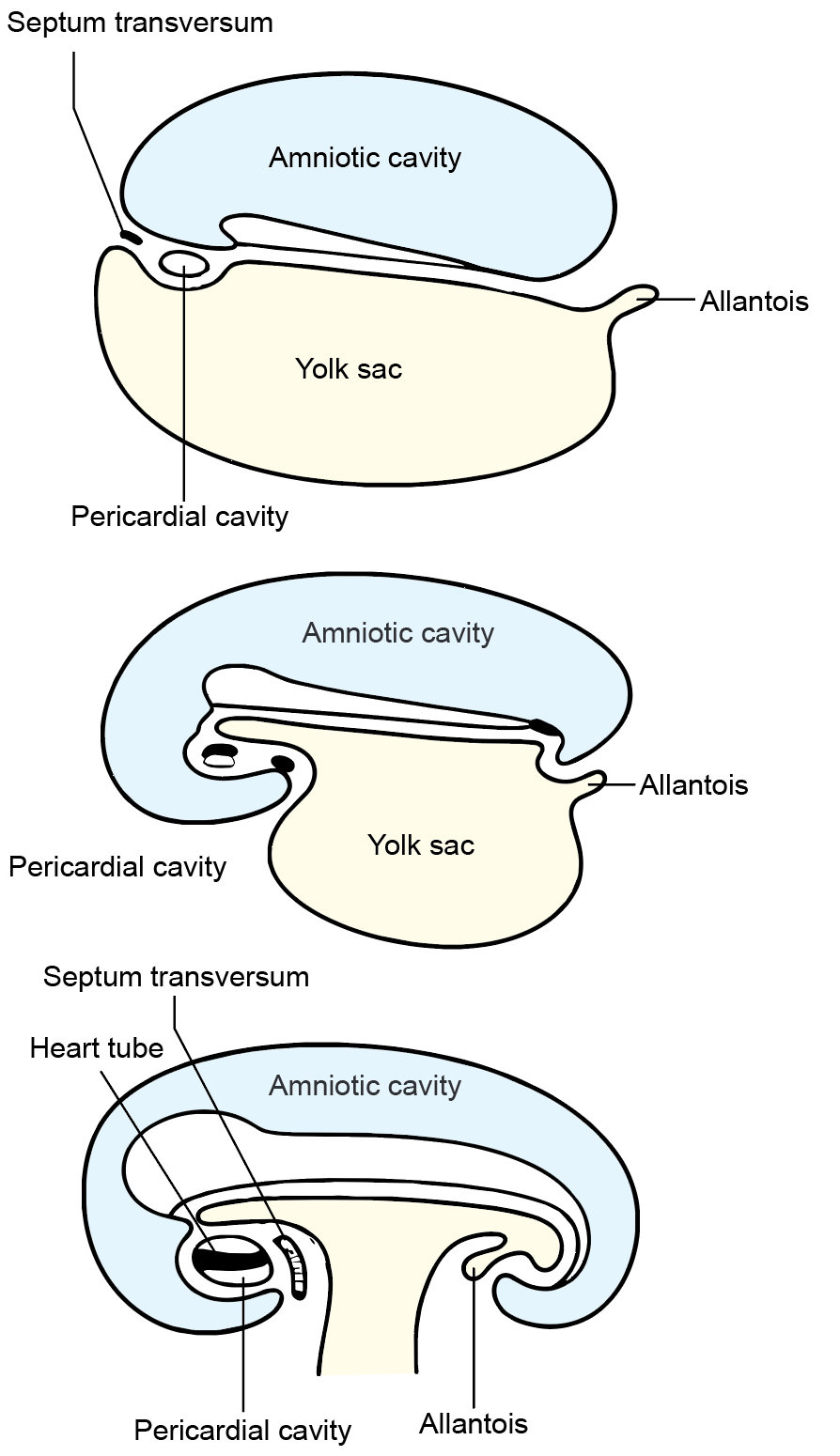 Figure 7.4a: Line diagram in embryology