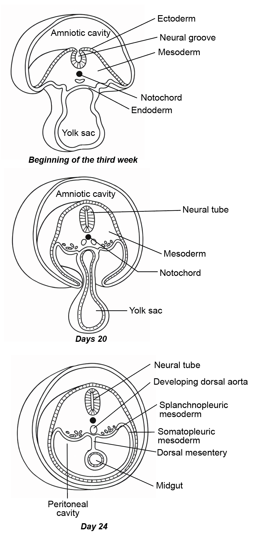 Figure 7.5a: Line diagram in embryology