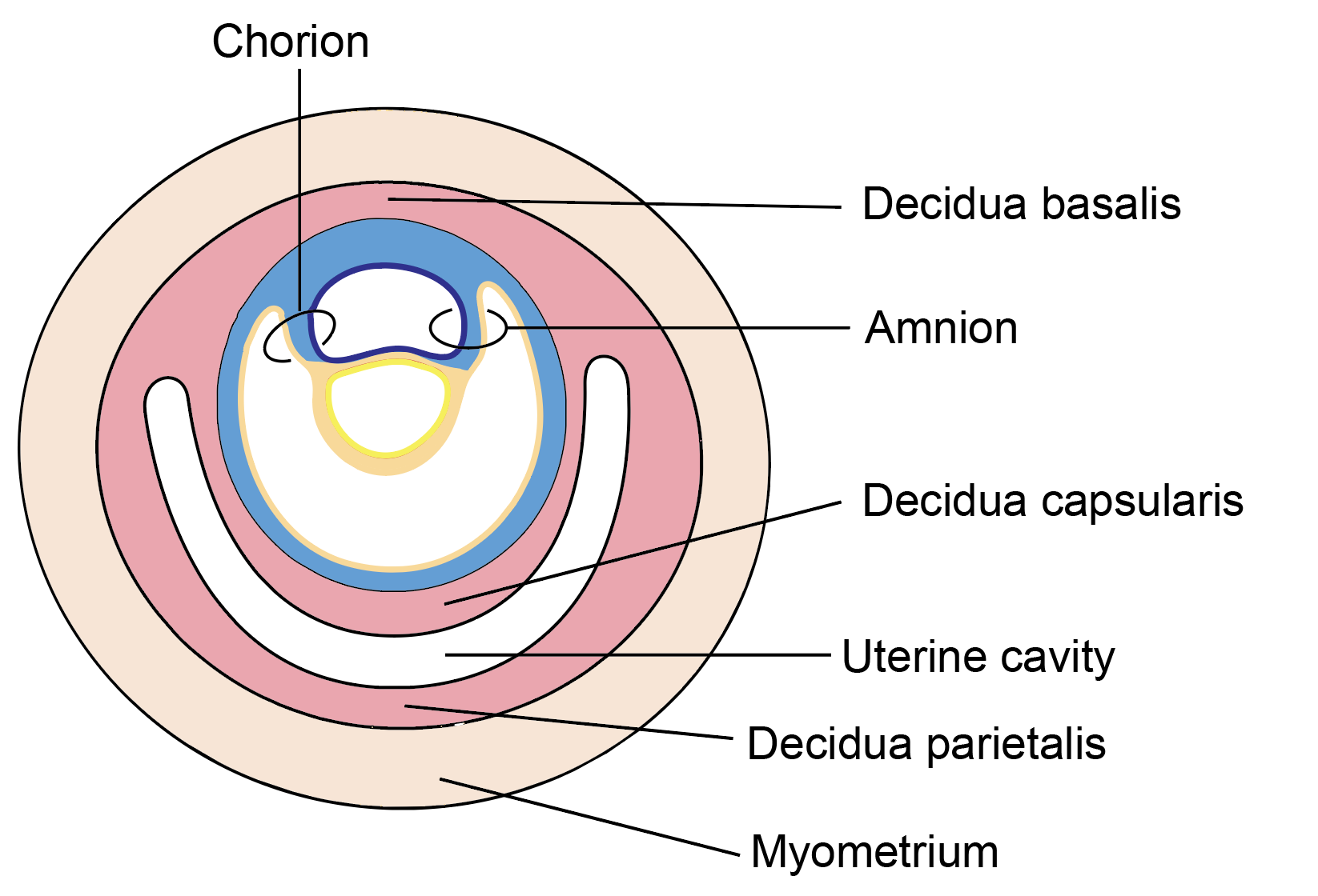 Figure 8.5a: Subdivisions of decidua, interstitial implan¬tation