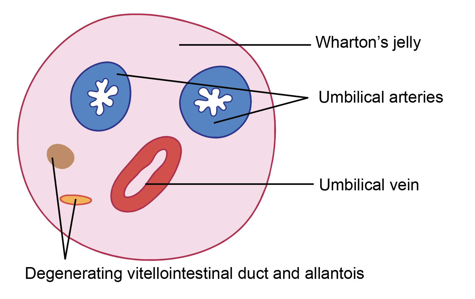 Figure 8.9a: Structure of the umbilical cord