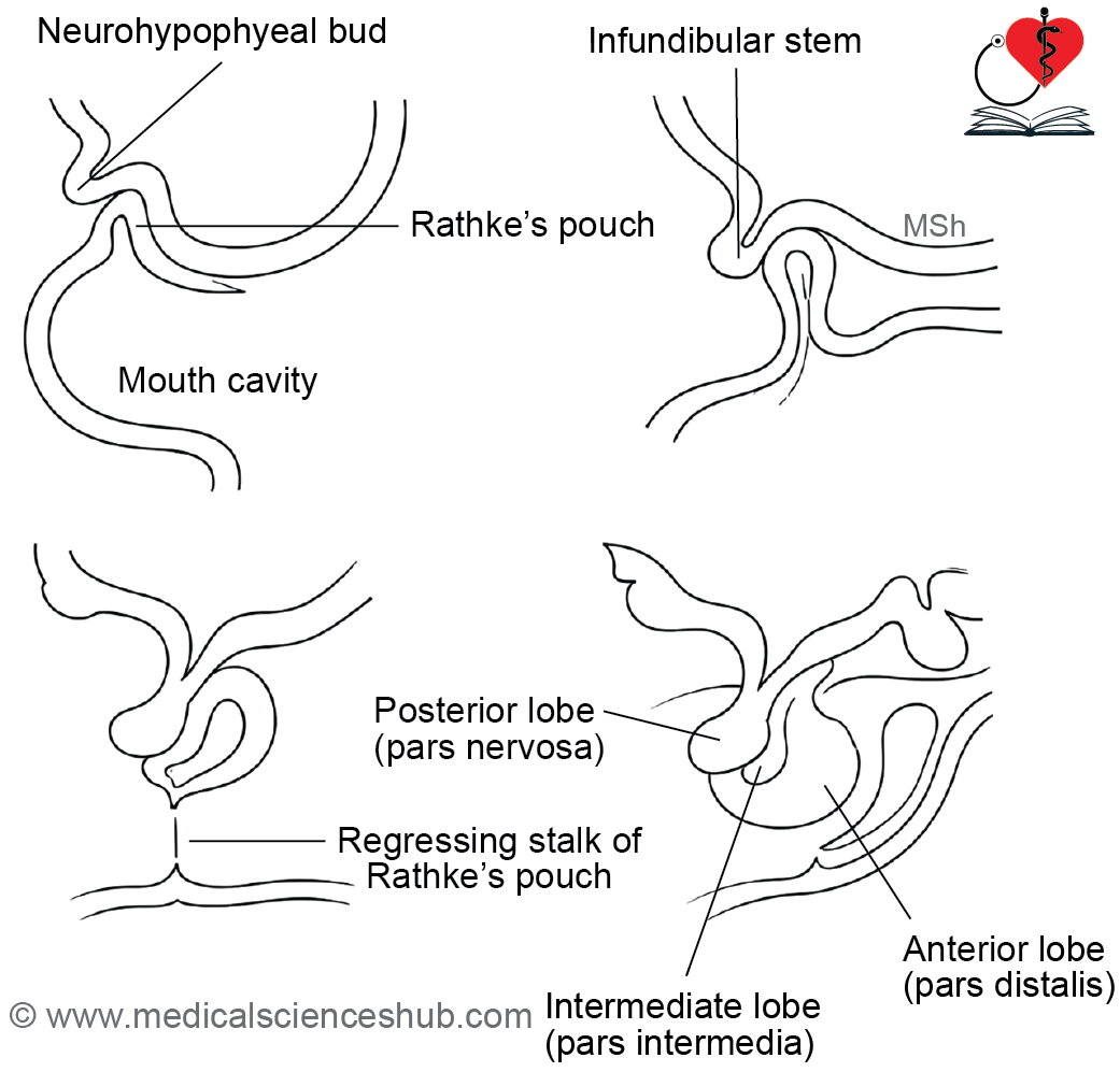 Figure 21.1a: Development of pituitary gland